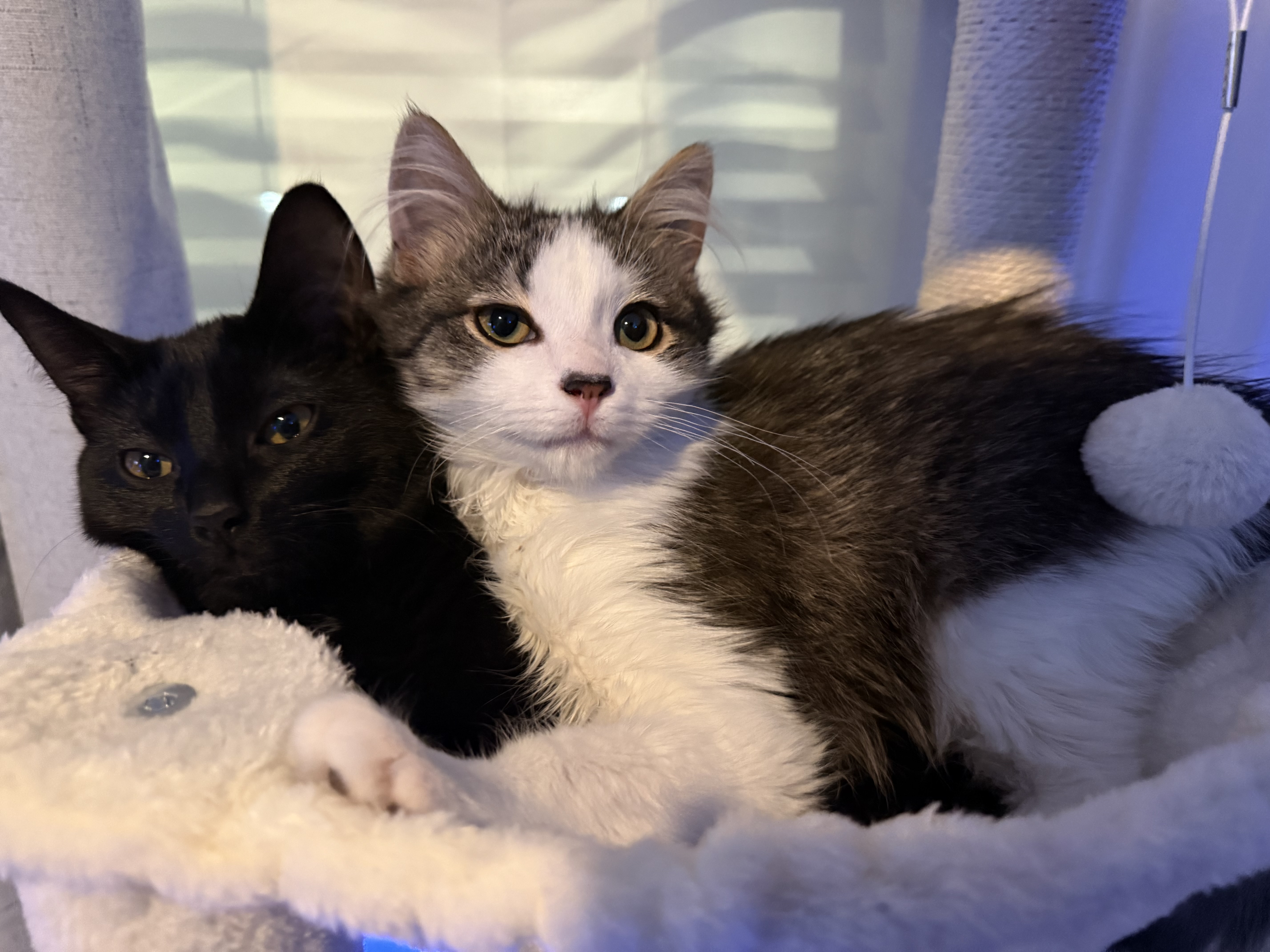 Toby's cats